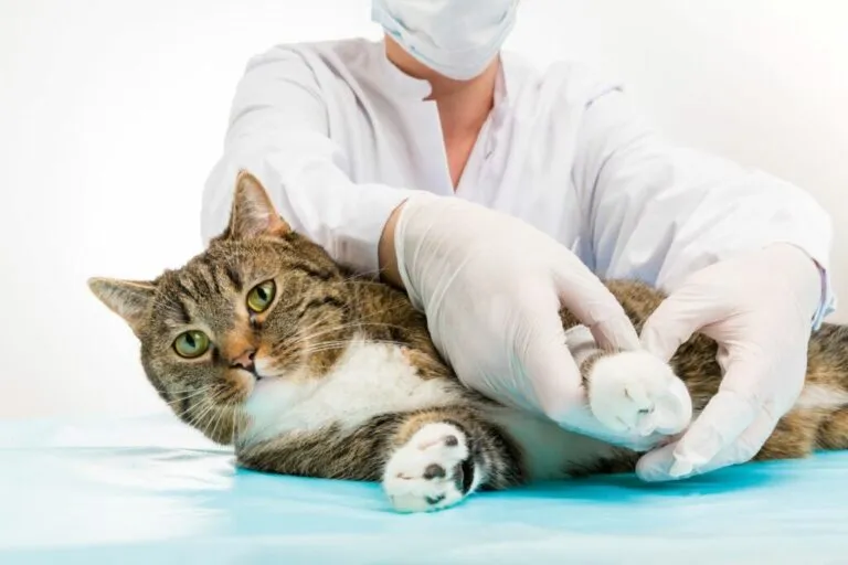chat et lésion à la patte lésion à la patte chat