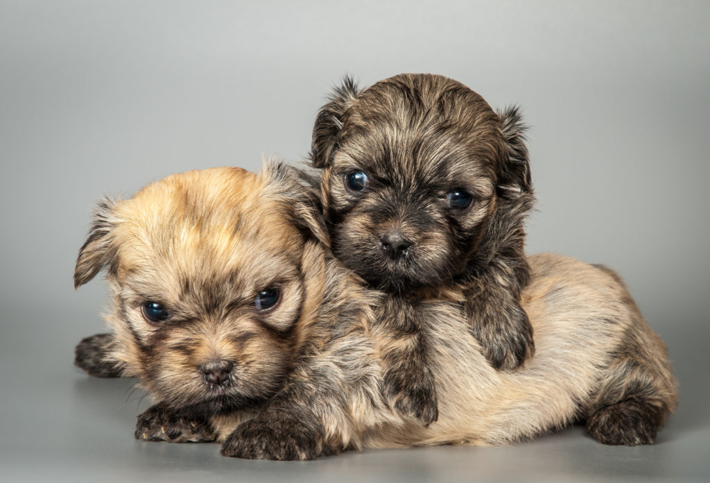 chiots bichon russe bolonka zwetna