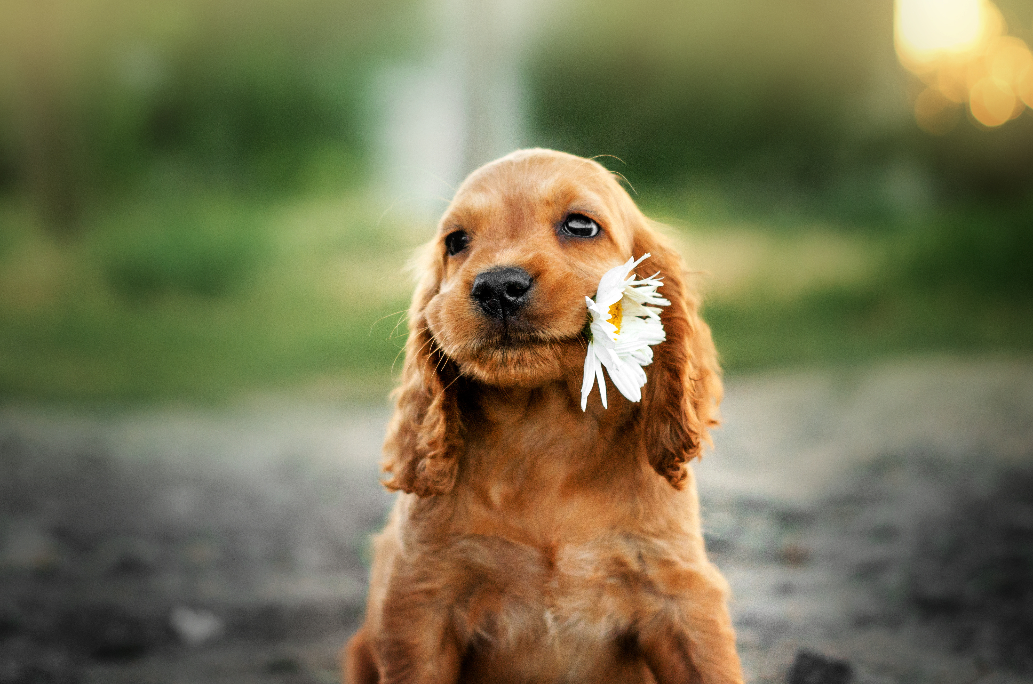 Cocker Spaniel Americain Origine Education Sante Magazine Zooplus Cocker Spaniel Americain Origine Education Sante Magazine Zooplus