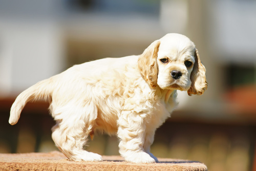 jeune chiot cocker américain