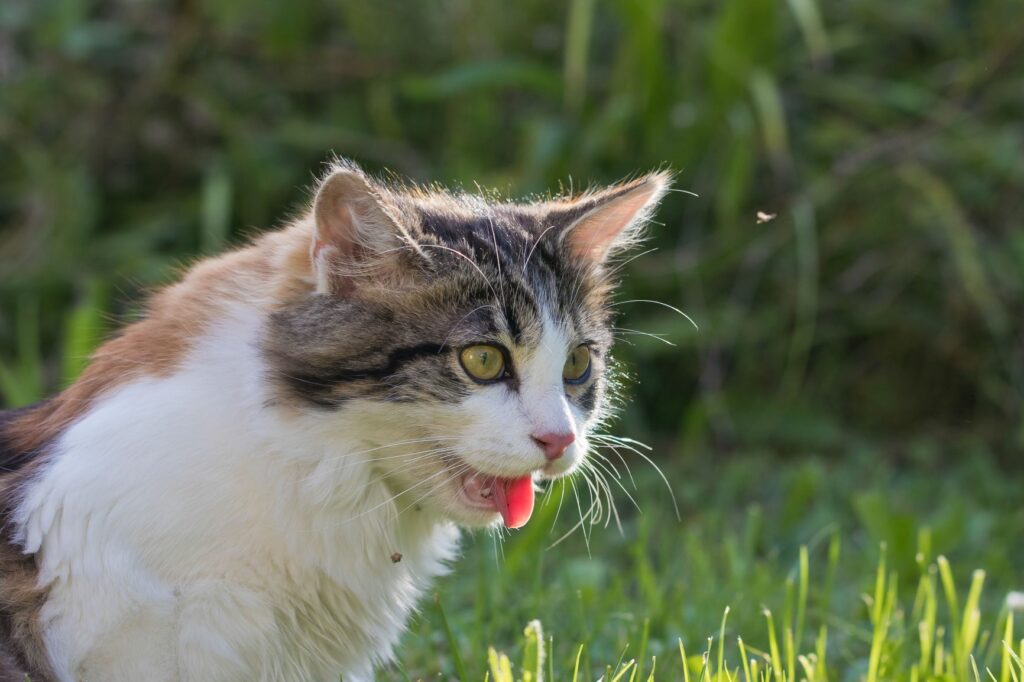 chat et cardiomyopathie hypertrophique