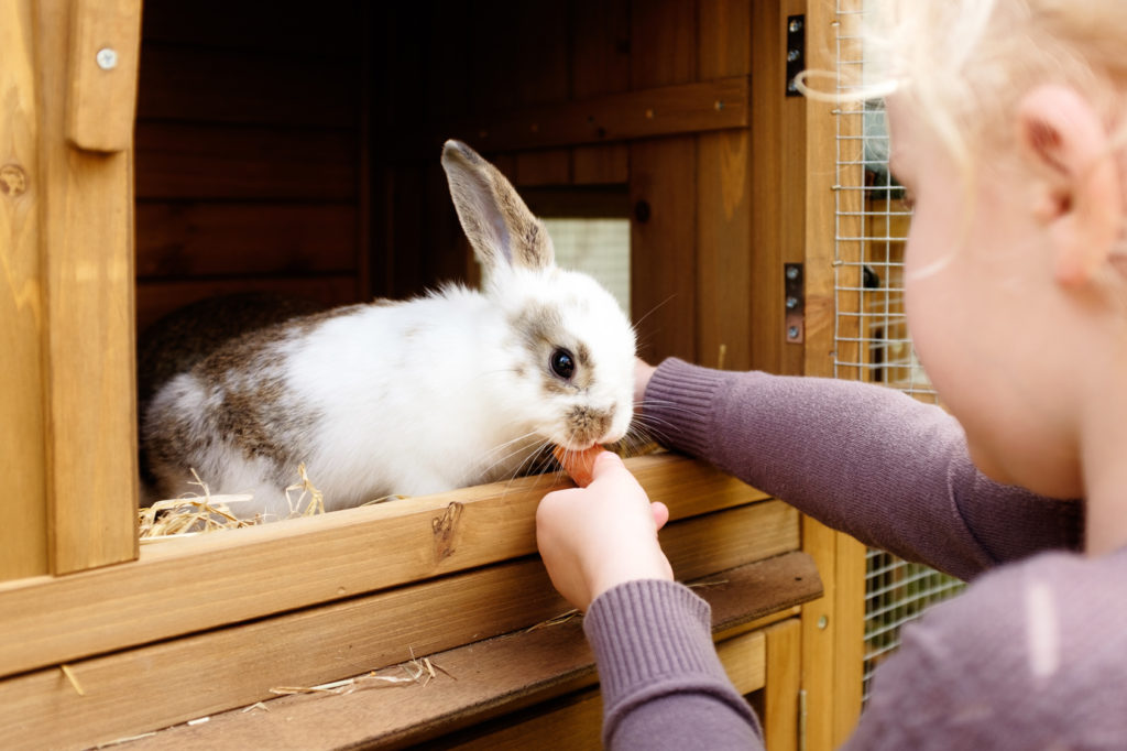 une fillette nourrit un lapin