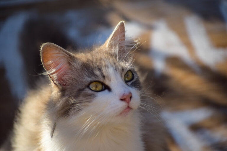 chat traité à l'huile de coco