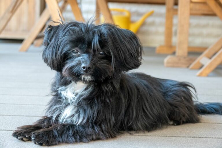 Un chien de race bichon russe