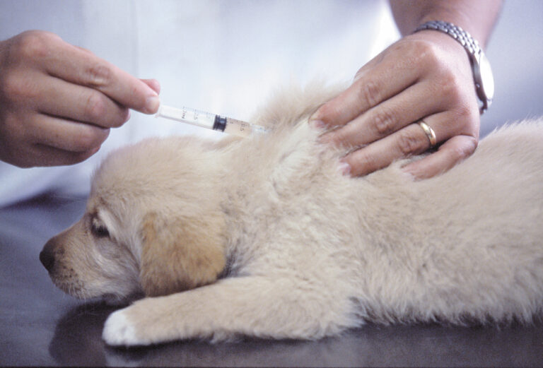 Un chiot se fait vacciner contre la maladie de Carré