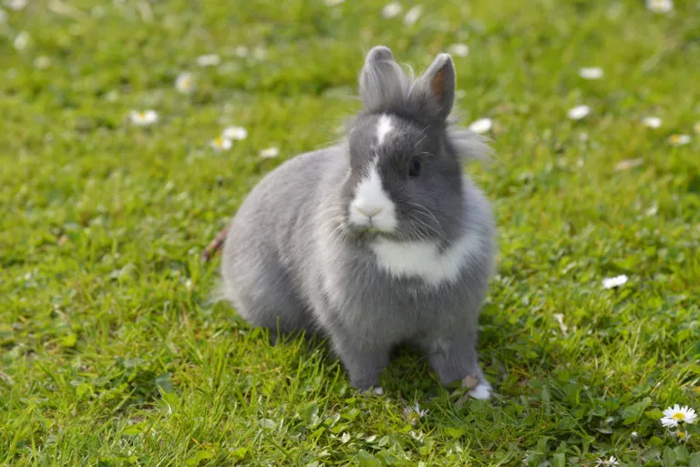 lapin bicolore