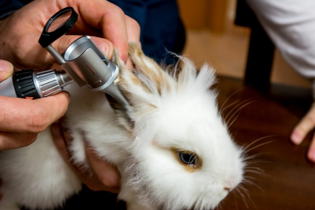 un lapin chez le vétérinaire pour un coryza