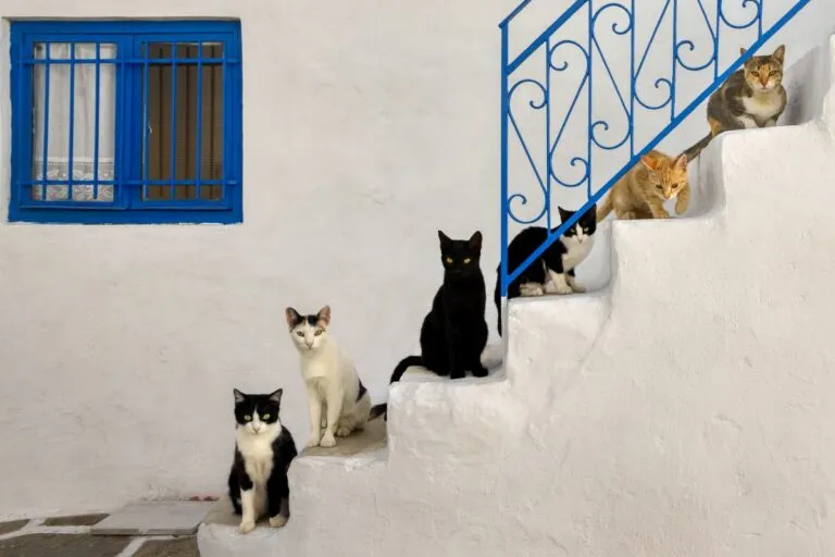 Croissance des chats