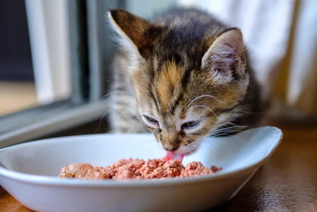 Petit chaton calico de trois mois en train de manger de la p&acirc;t&eacute;e de chats.