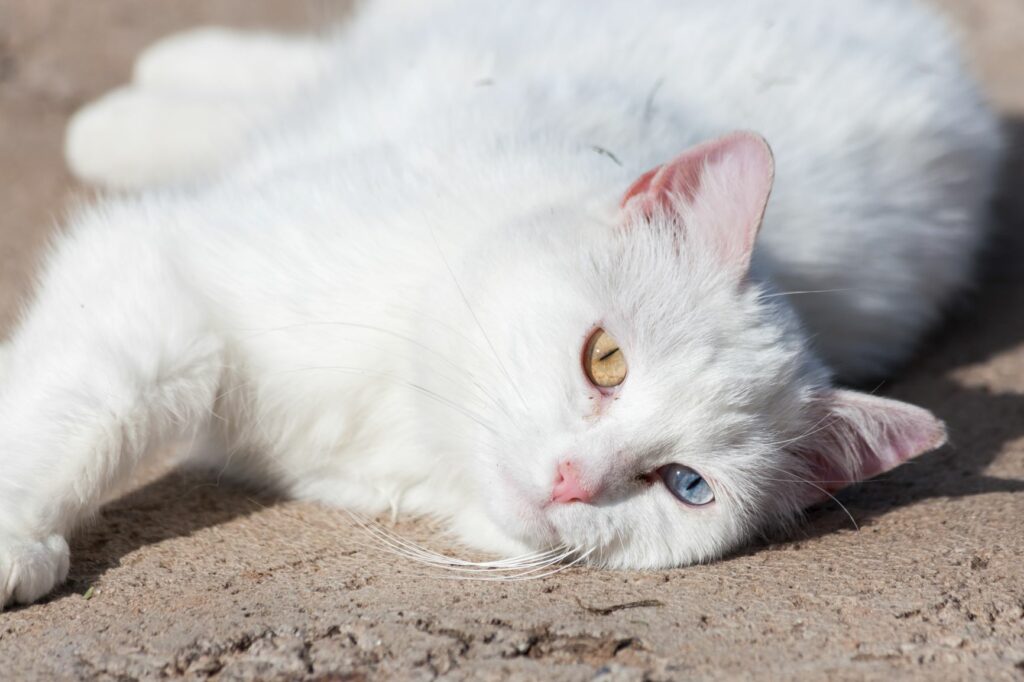 un chat blanc prend le soleil