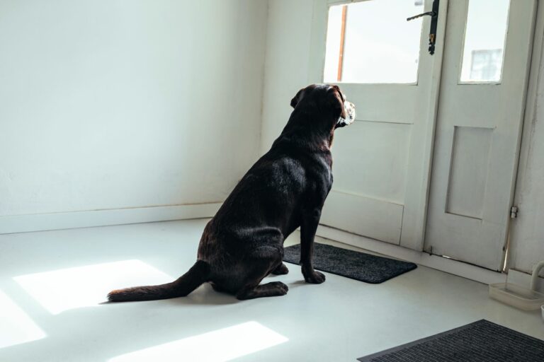 Apprendre à son chien à rester seul Magazine zooplus
