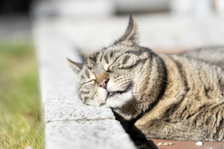 un chat bronze sous le soleil