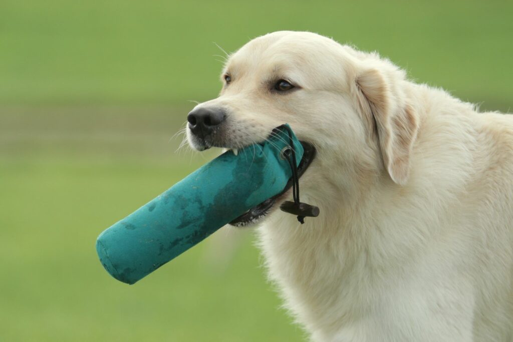 un chien rapporte un jouet