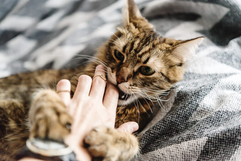 Le stress chez le chat : comment se manifeste-t-il ?