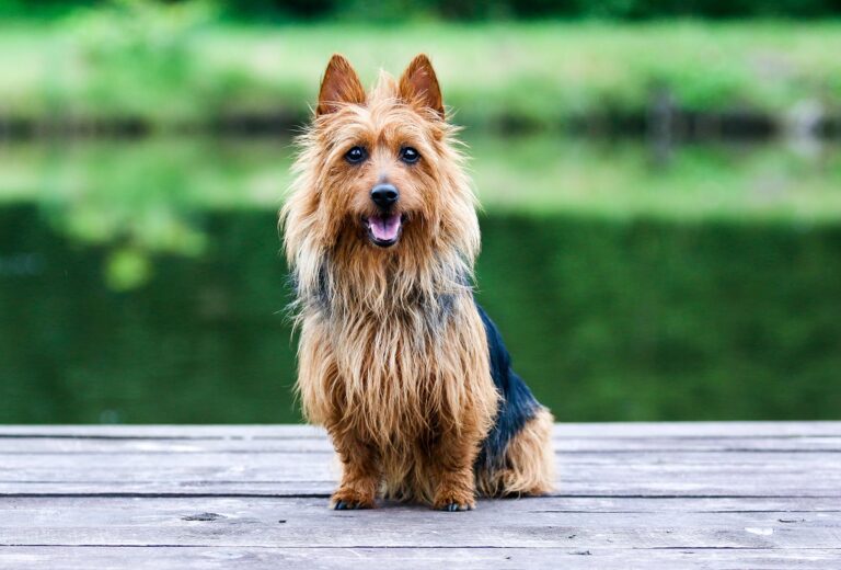 terrier australien