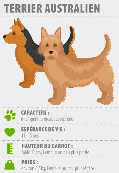 infographie sur les caractéristiques du terrier australien