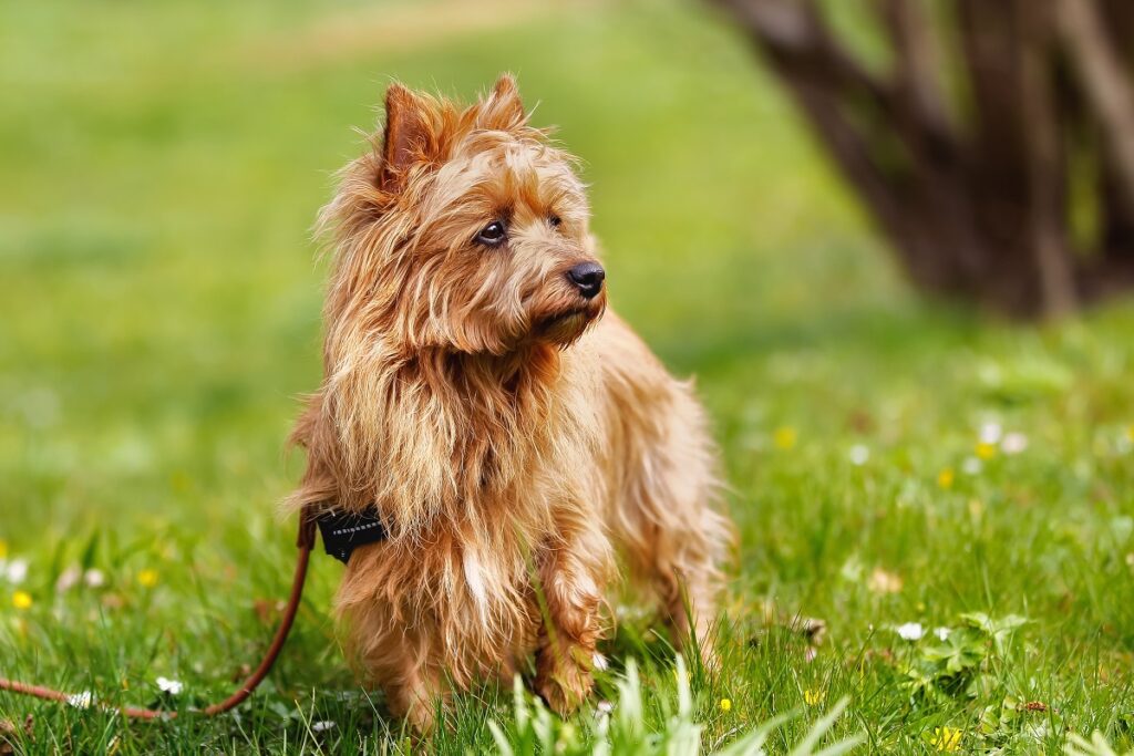 un terrier australien dans l'herbe