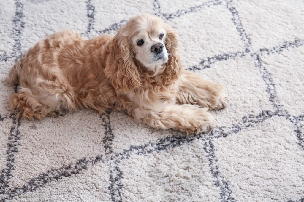 un chien allongé sur un tapis