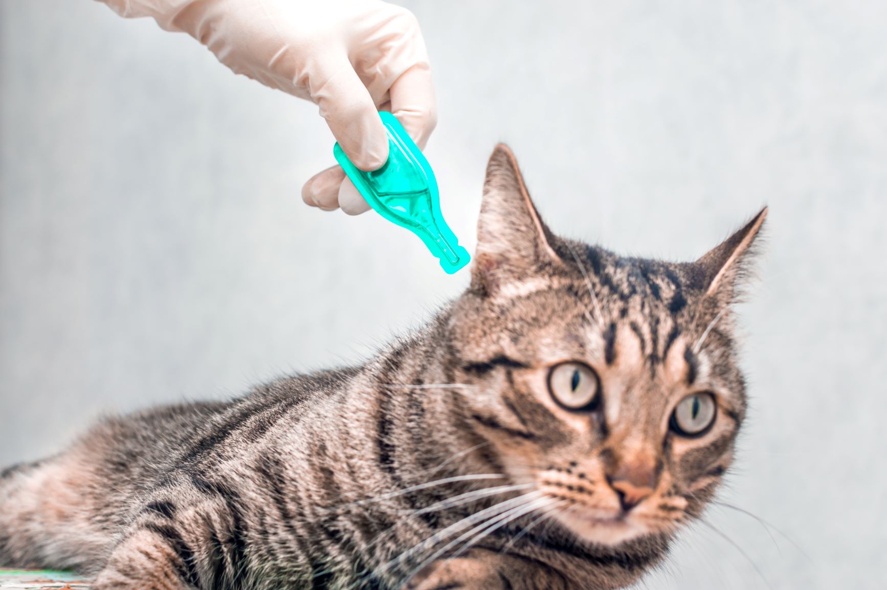 un chat reçoit un traitement contre les acariens