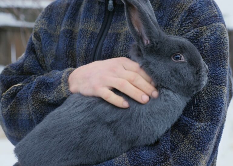 lapin Bleu de Vienne