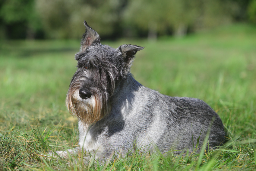 schnauzer moyen gris dans l'herbe