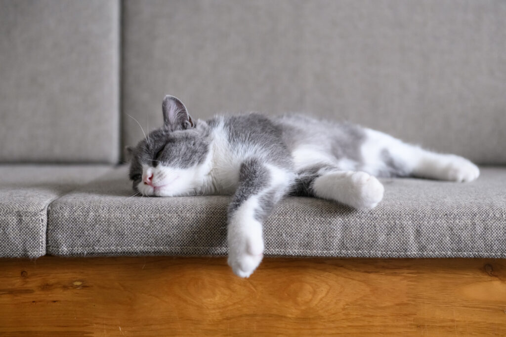 un chat se repose après une castration