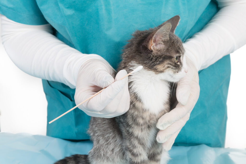 un vétérinaire prélève des acariens sur un chaton