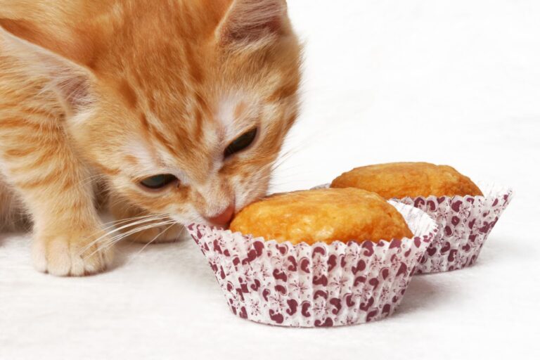 un chat renifle des gâteaux