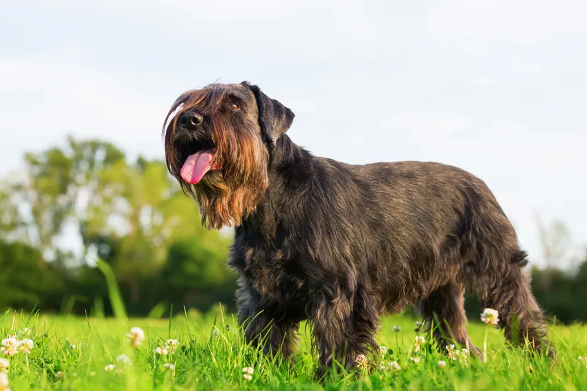 un schnauzer moyen dans un pré