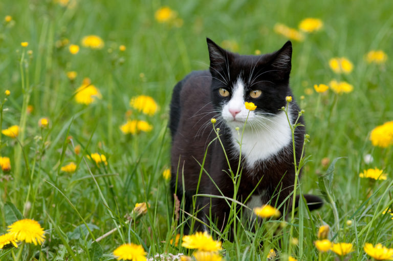 chat, hautes herbes et tiques