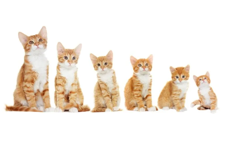 croissance du chat croissance d'un chat