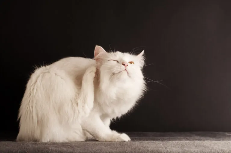 chat et démangeaisons chat et démangeaisons