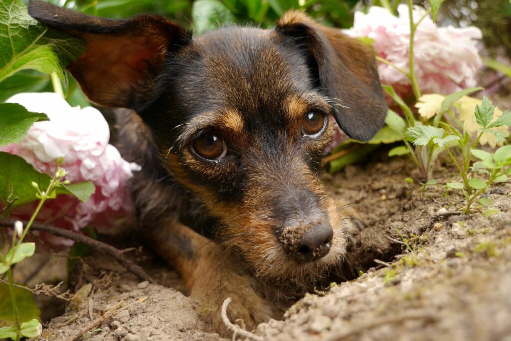 un chien creuse un trou