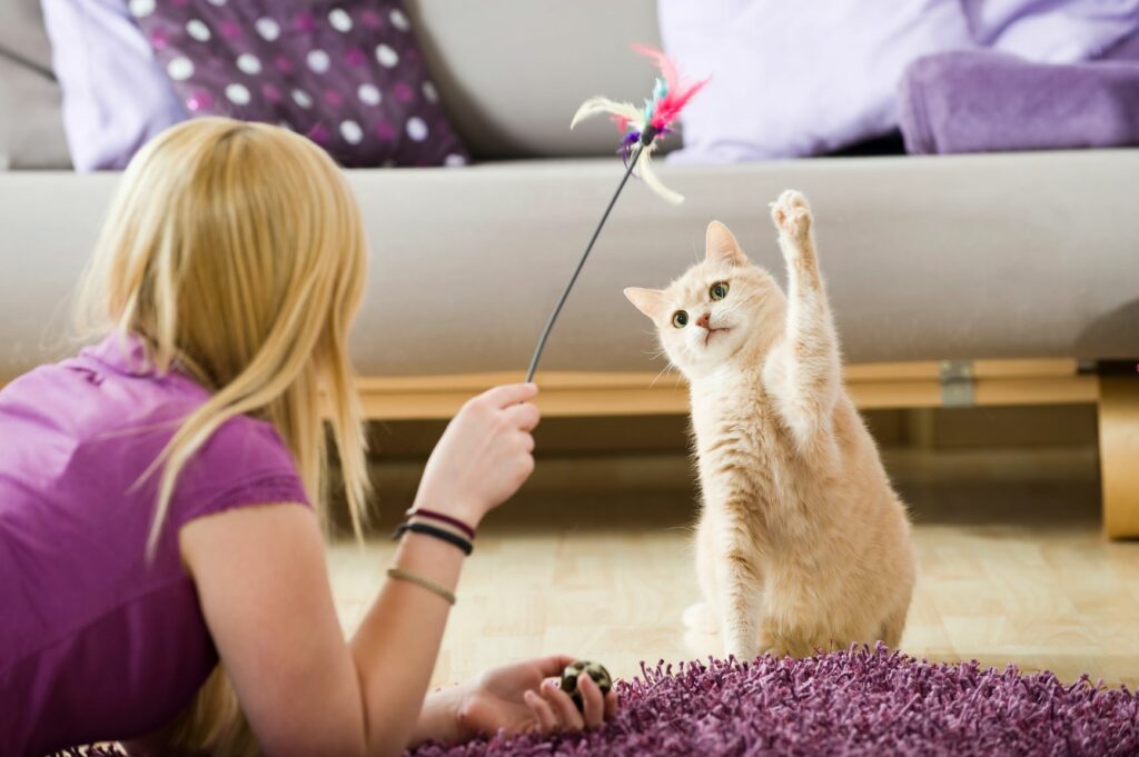 un chat joue avec une fille