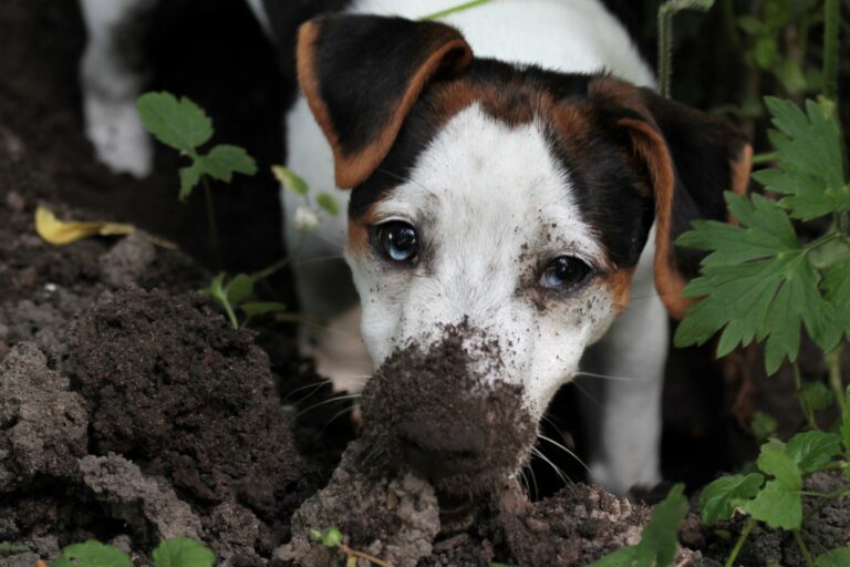 un chien creuse un trou