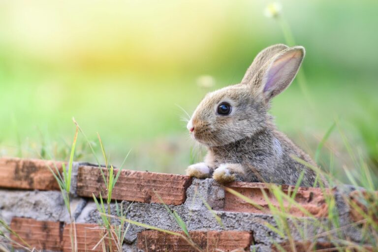 lapins et jeux