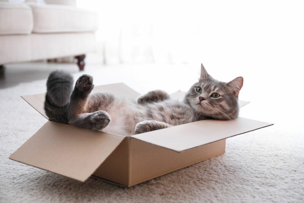un chat joue dans une boite en carton