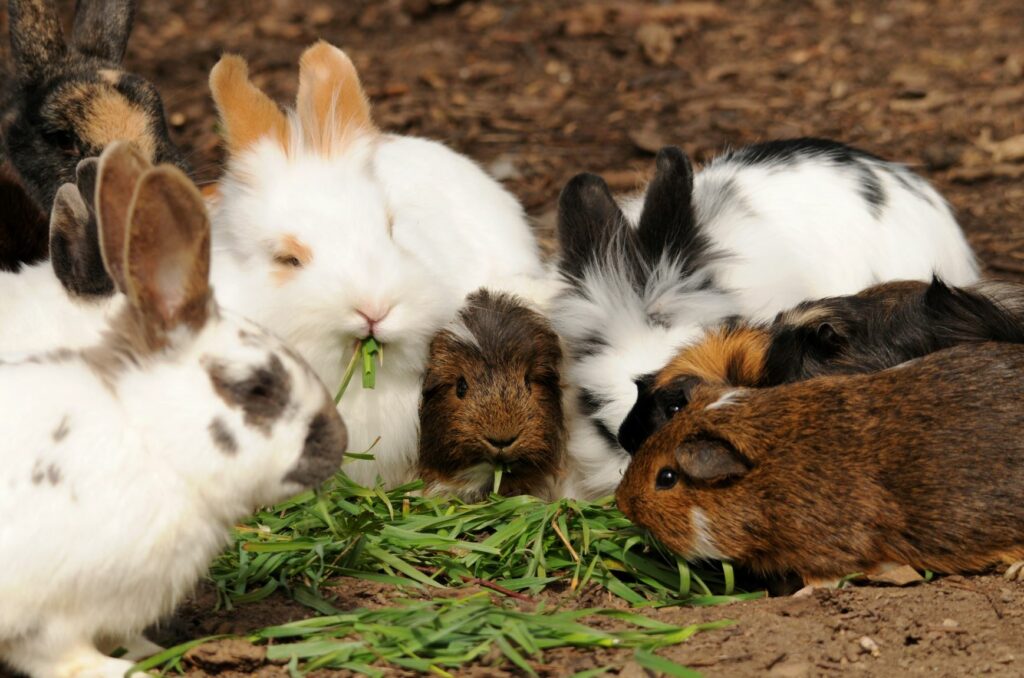 lapins et cochons d'Inde mangent ensemble