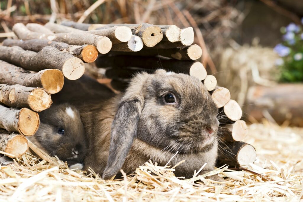 un lapin joue dans un tunnel