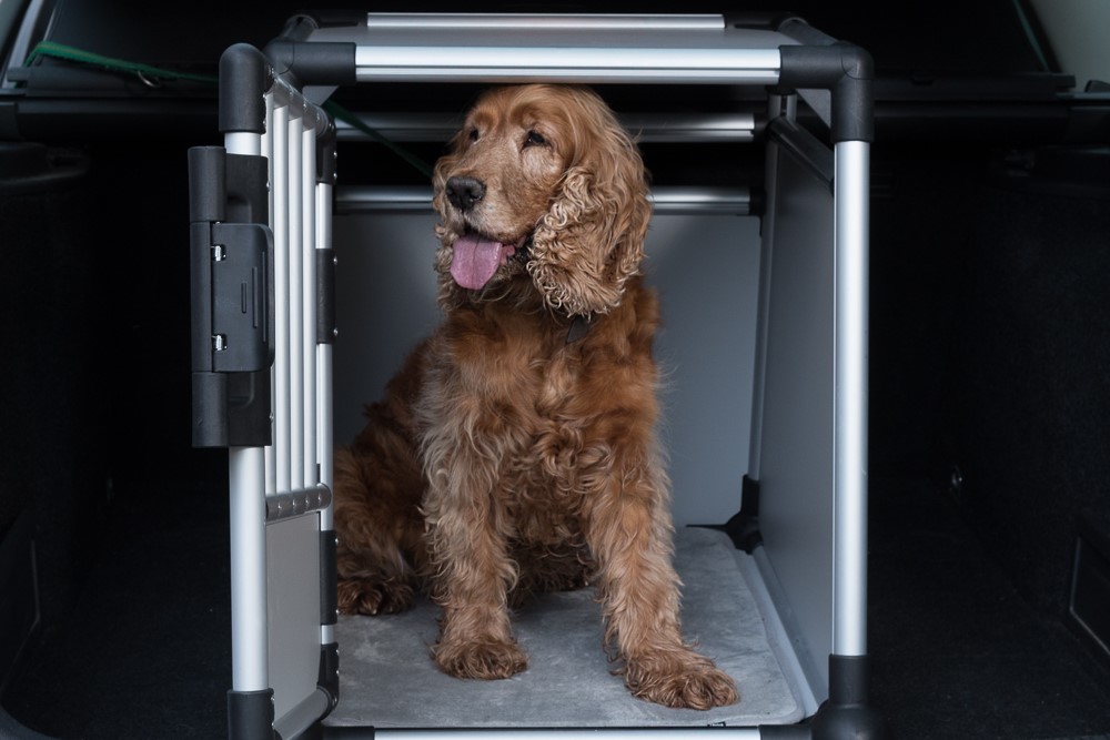 chien dans une cage de transport