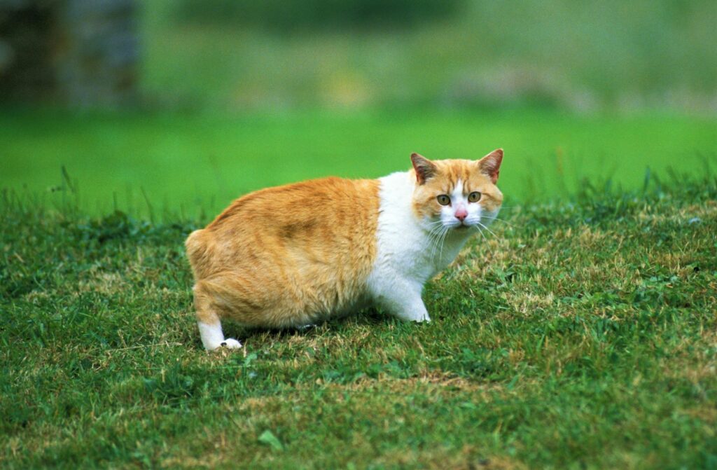 un chat de race manx dans l'herbe