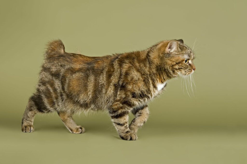 un chat de race Manx sans queue