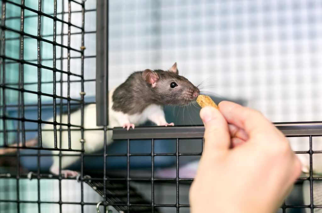 Bien choisir la cage de votre rat : nos conseils