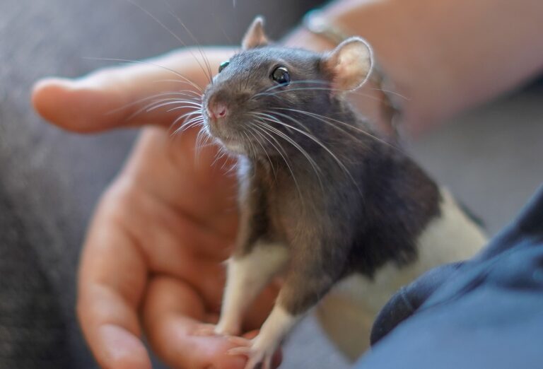 un maitre s'occupe de son rat