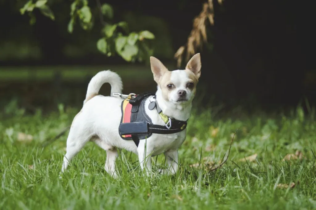 Un Chihuahua avec un harnais dans un pr&eacute;