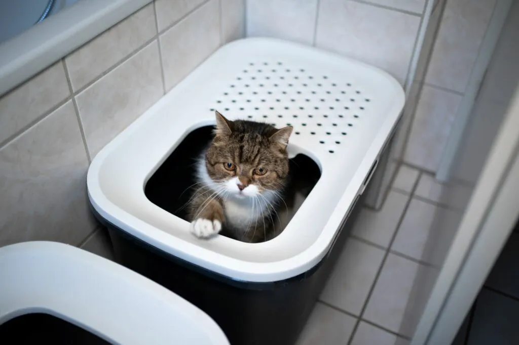 Un chat dans sa liti&egrave;re