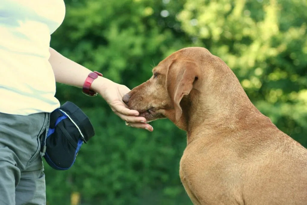 Une femme r&eacute;compense son chien avec des friandises