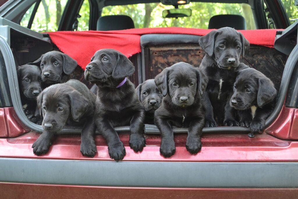 des chiens dans une voiture