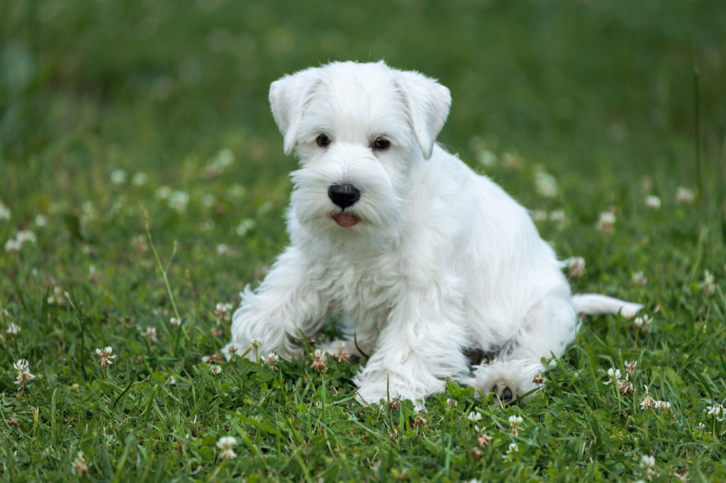 un chiot de race schnauzer nain