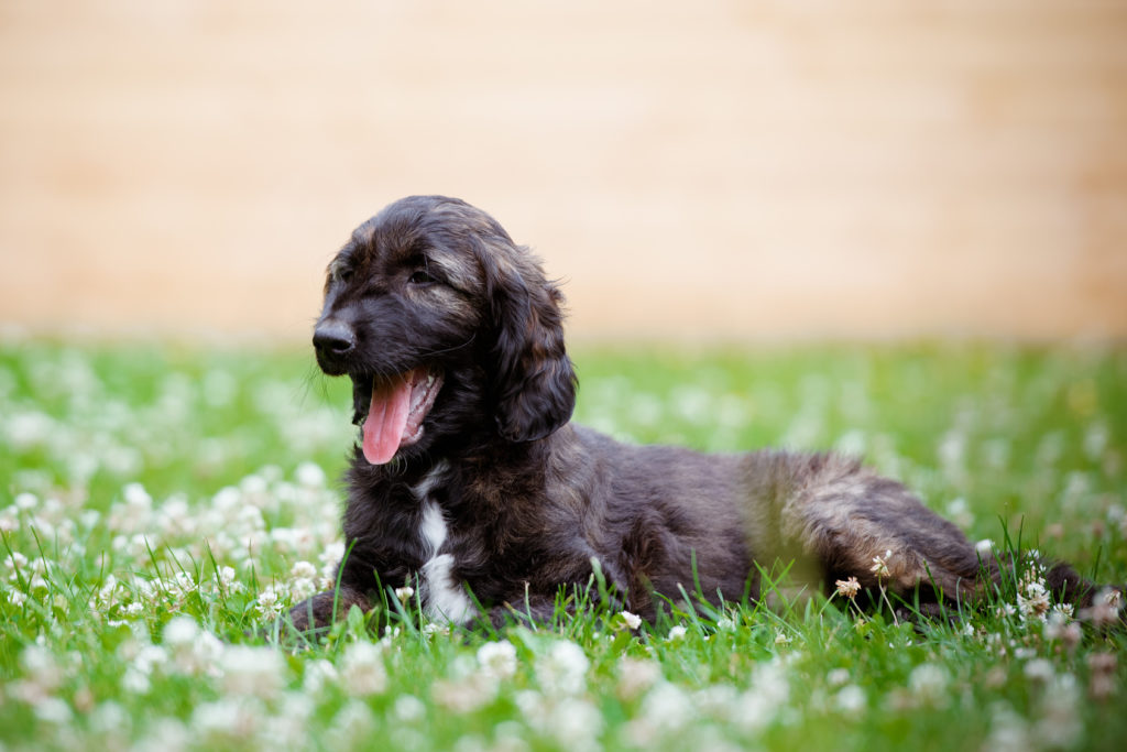 un chiot lévrier